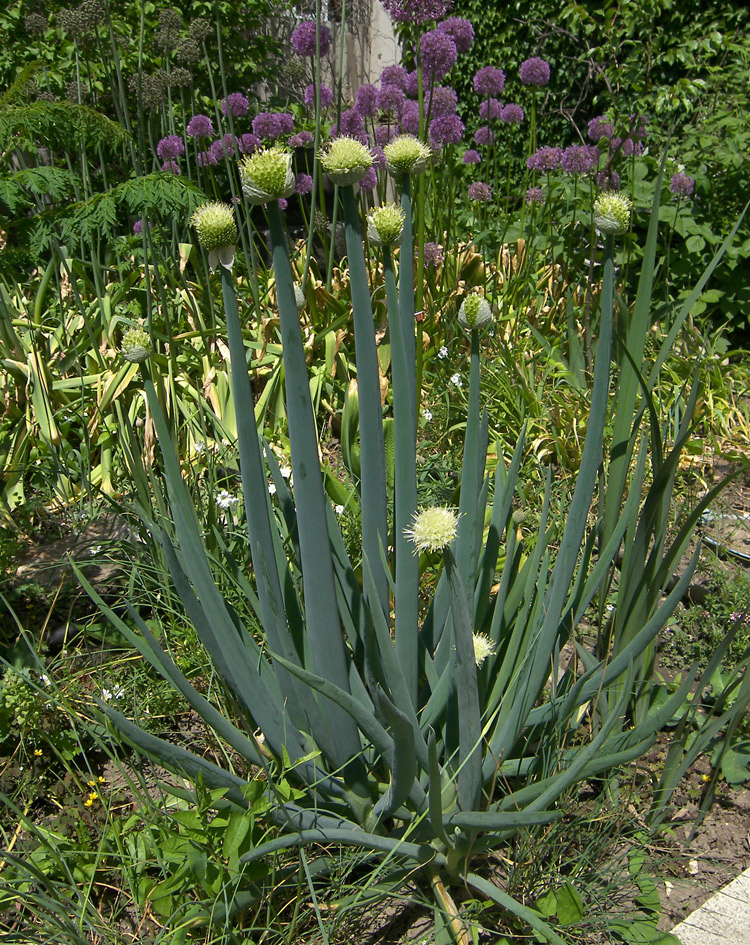 Изображение особи Allium altaicum.