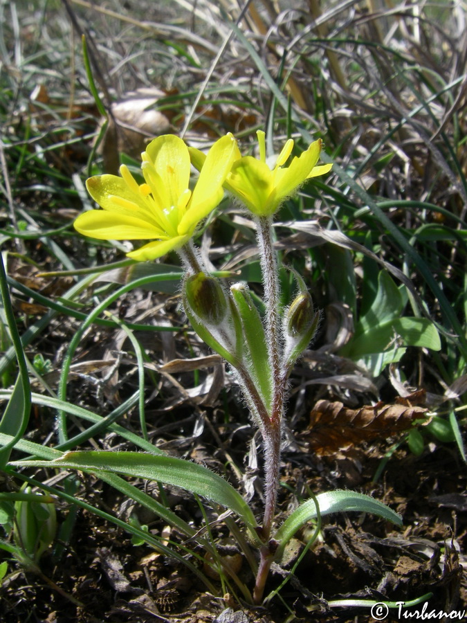 Image of Gagea granatellii specimen.