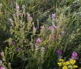 Astragalus onobrychis