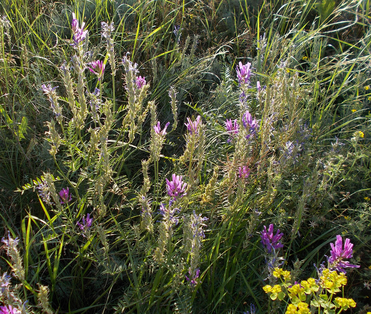 Image of Astragalus onobrychis specimen.