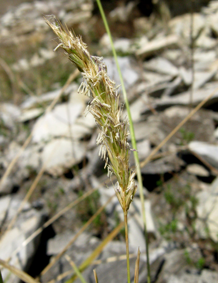 Изображение особи Sesleria alba.