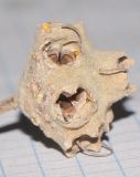 Image of taxon representative. Author is Татьяна Мальчинская