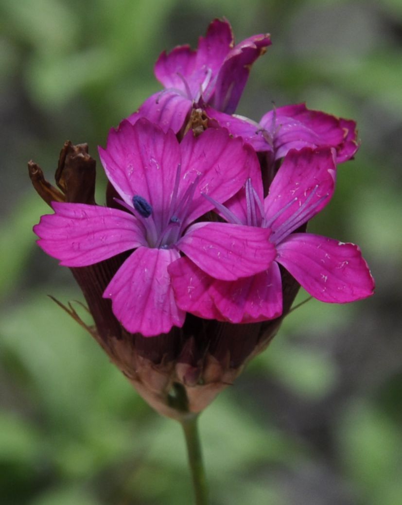 Изображение особи род Dianthus.