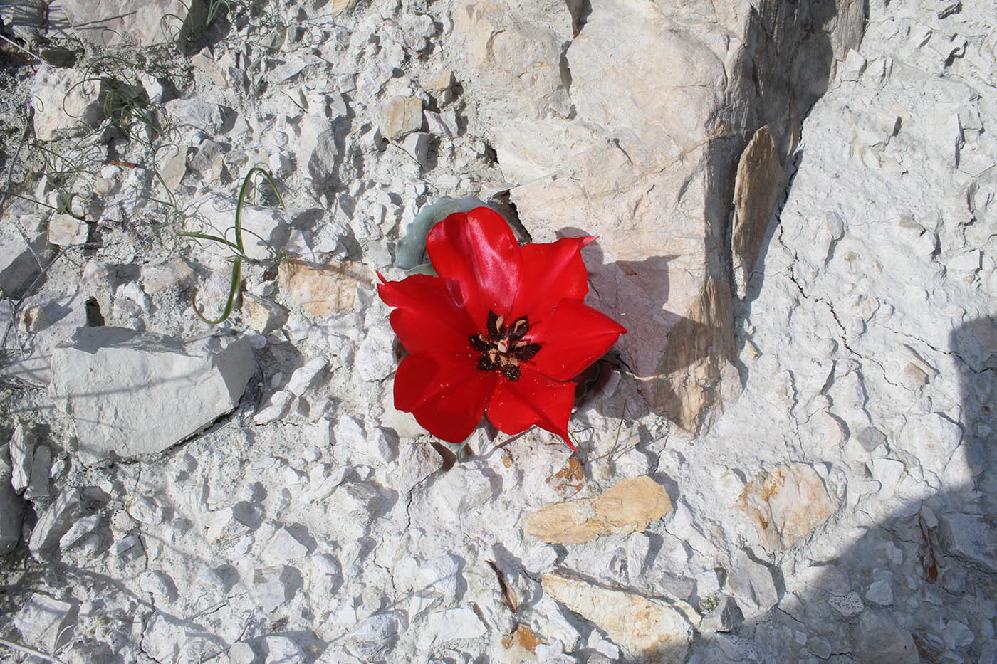 Изображение особи Tulipa botschantzevae.