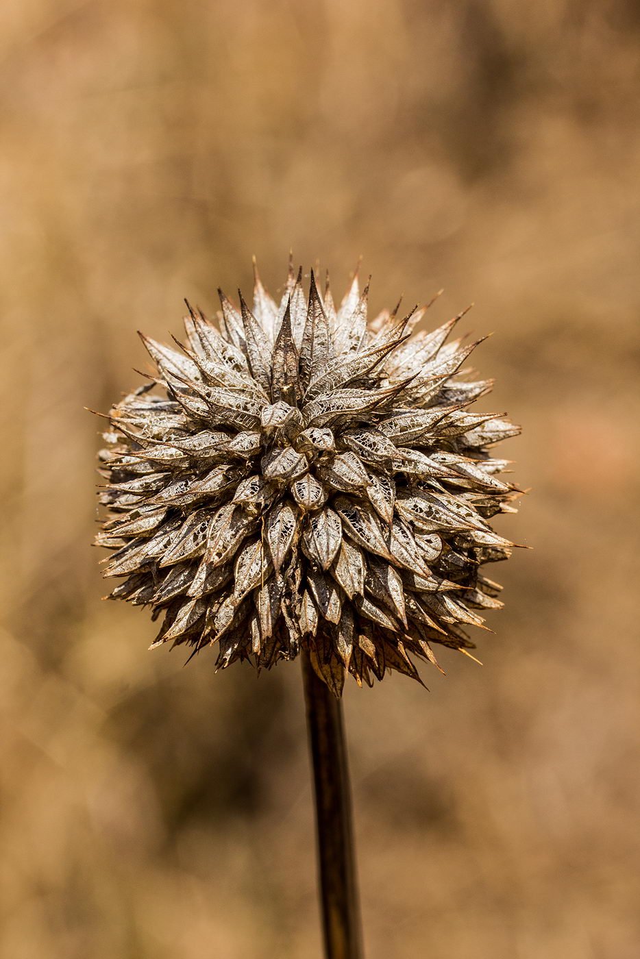 Image of Leonotis nepetifolia specimen.