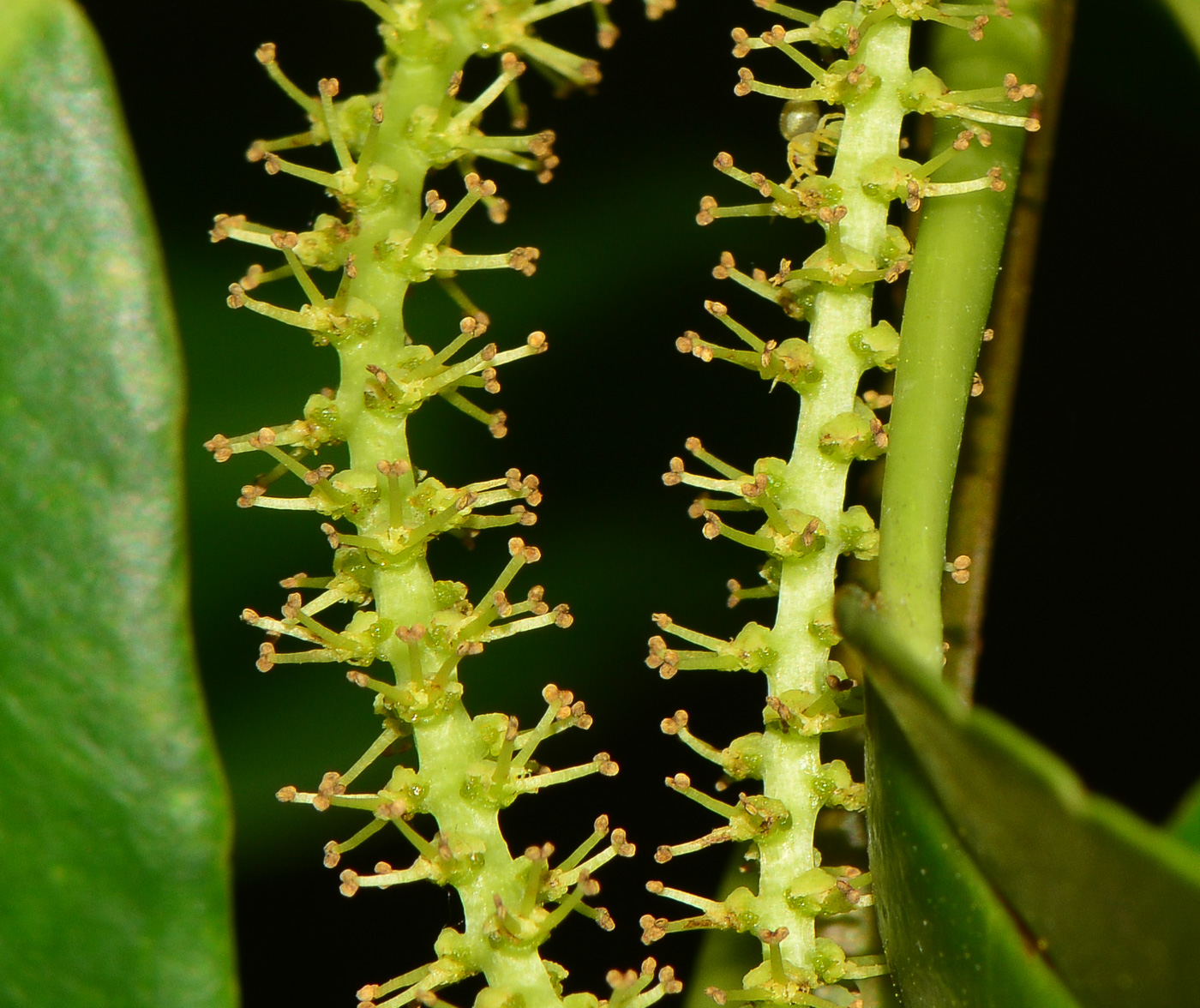 Image of Excoecaria agallocha specimen.