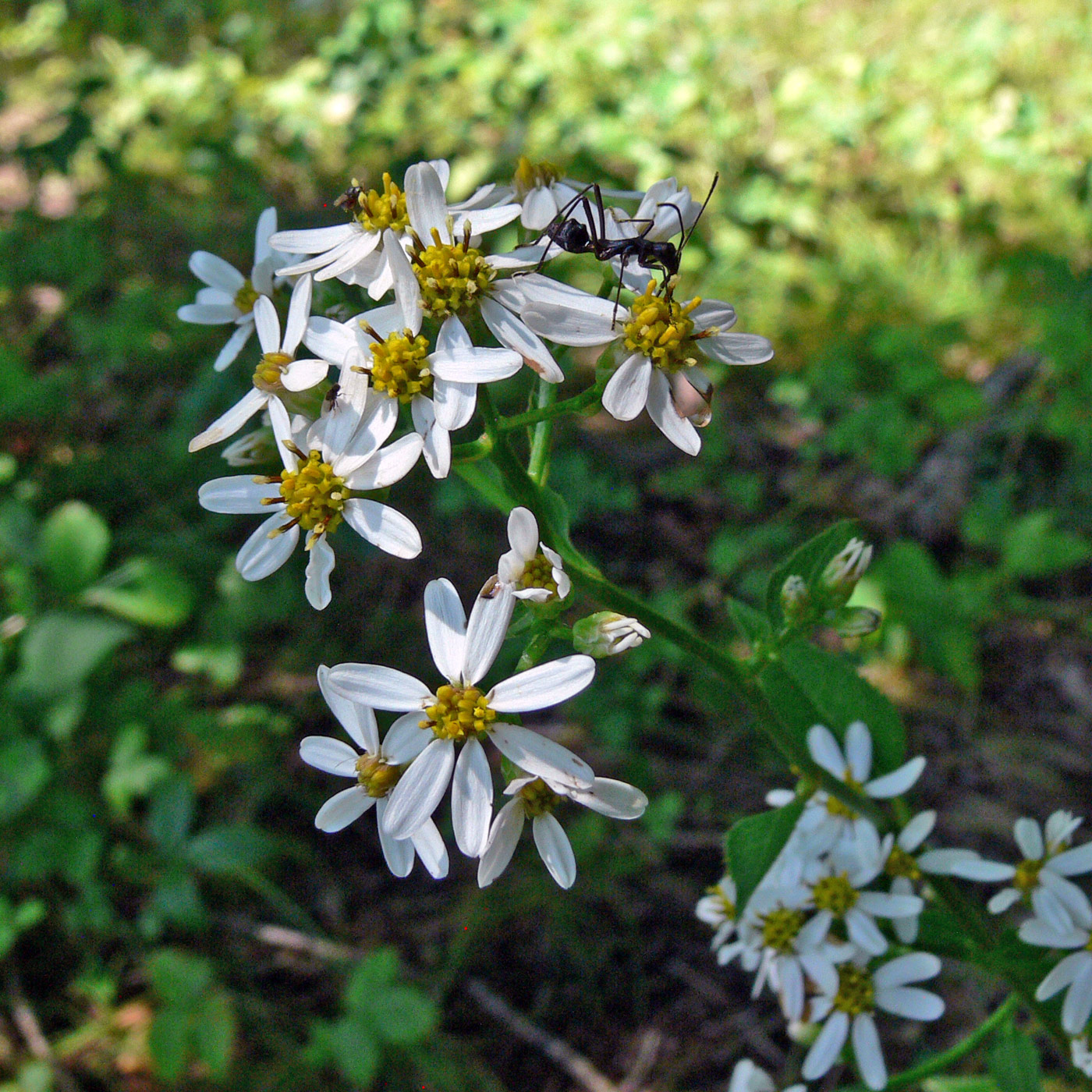 Image of Doellingeria scabra specimen.