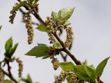 Populus suaveolens