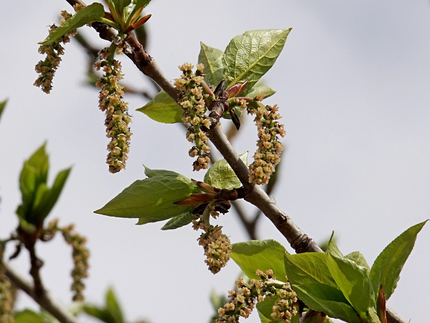 Image of Populus suaveolens specimen.