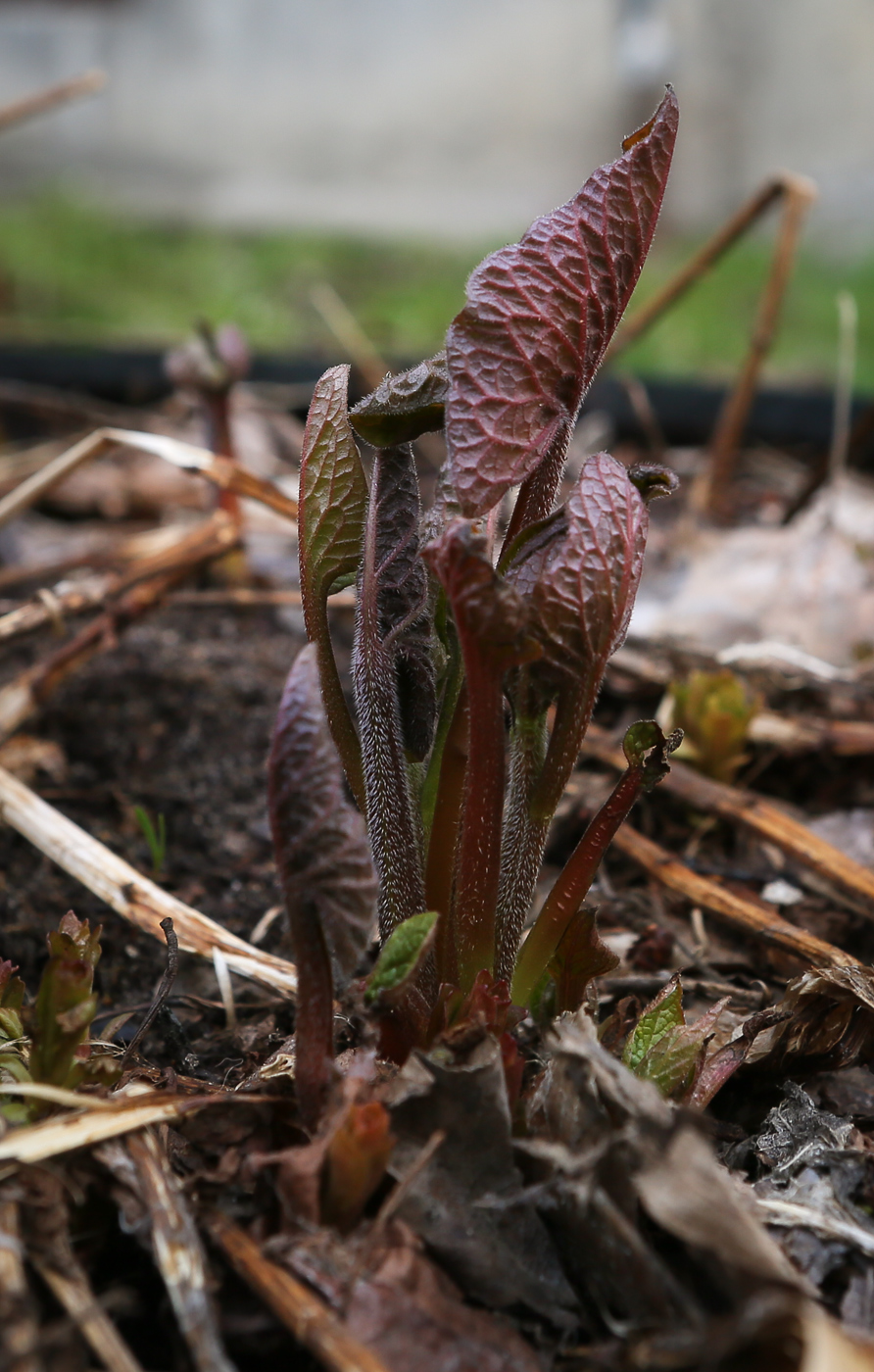 Image of Brunnera sibirica specimen.