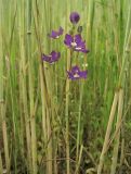 Legousia speculum-veneris