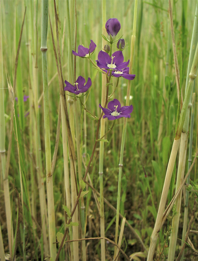 Image of Legousia speculum-veneris specimen.