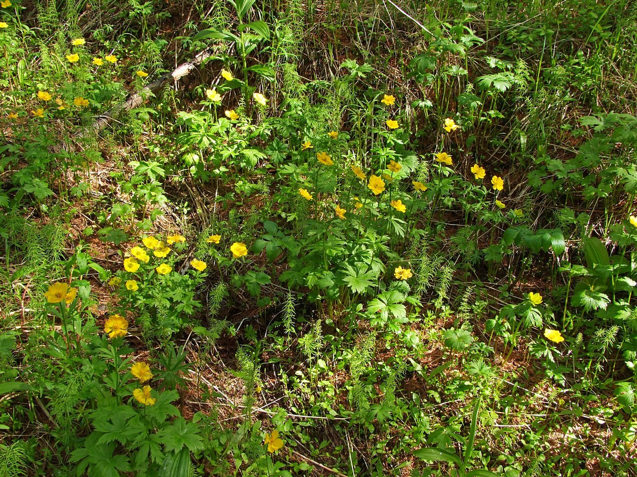 Изображение особи Trollius membranostylis.