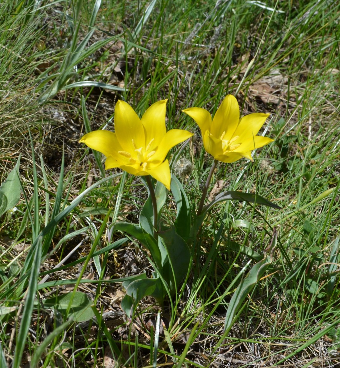 Изображение особи Tulipa suaveolens.