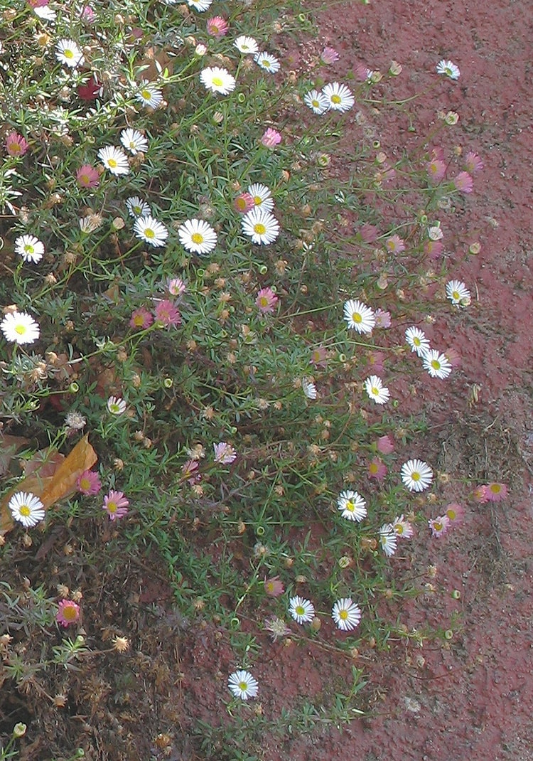 Изображение особи Erigeron karvinskianus.