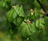 Tilia cordata