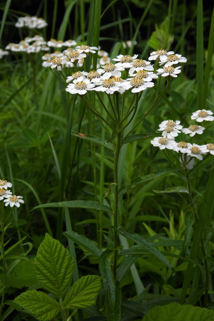 Image of Achillea biserrata specimen.