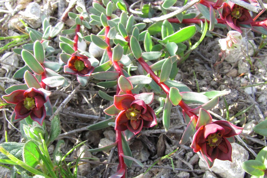 Image of Euphorbia petrophila specimen.