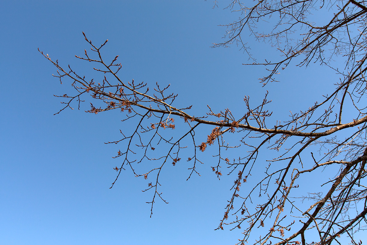 Изображение особи Ulmus laevis.