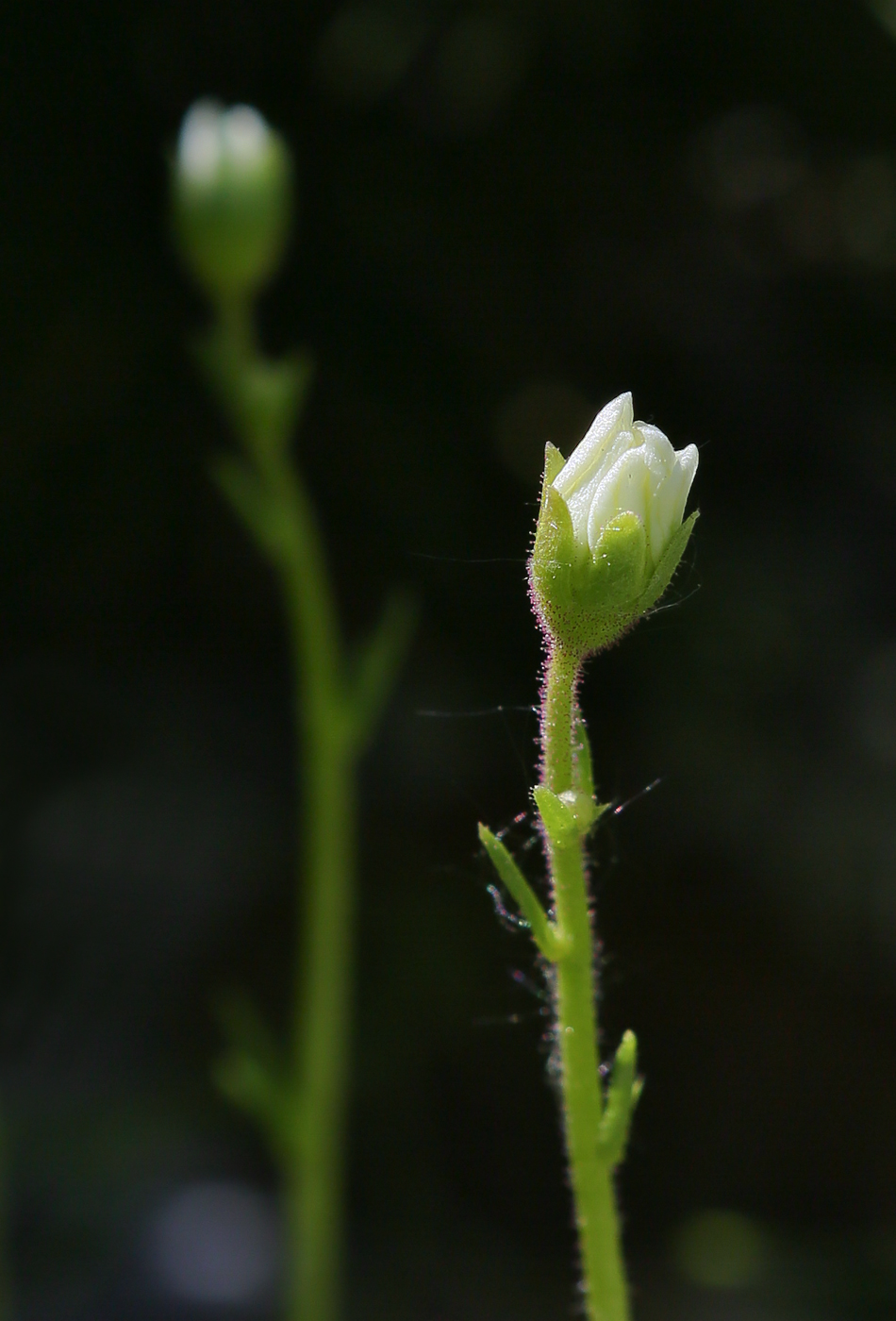 Изображение особи Saxifraga &times; arendsii.