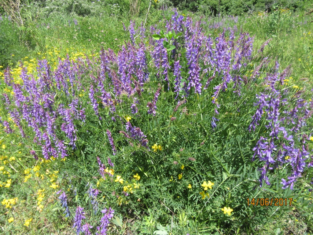 Image of Vicia elegans specimen.