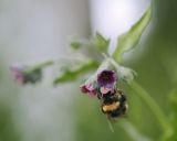 Cynoglossum officinale