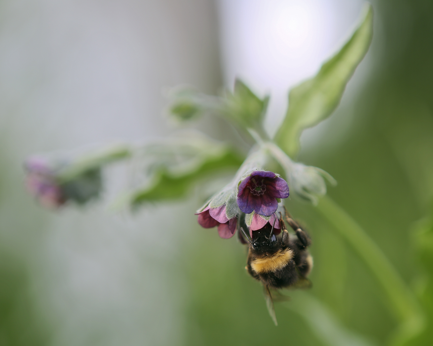 Изображение особи Cynoglossum officinale.