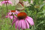 Echinacea purpurea. Соцветие c кормящейся перламутровкой пандора (Argynnis pandora). Узбекистан, г. Ташкент, Ботанический сад им. Ф.Н. Русанова. 17.06.2017.