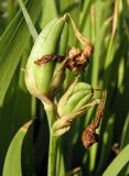 Iris variegata