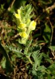 Scutellaria orientalis