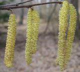 Corylus avellana