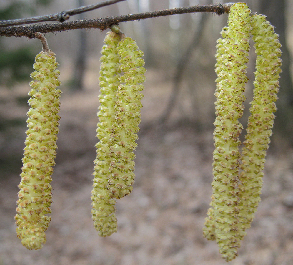 Image of Corylus avellana specimen.