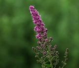 Spiraea &times; billardii