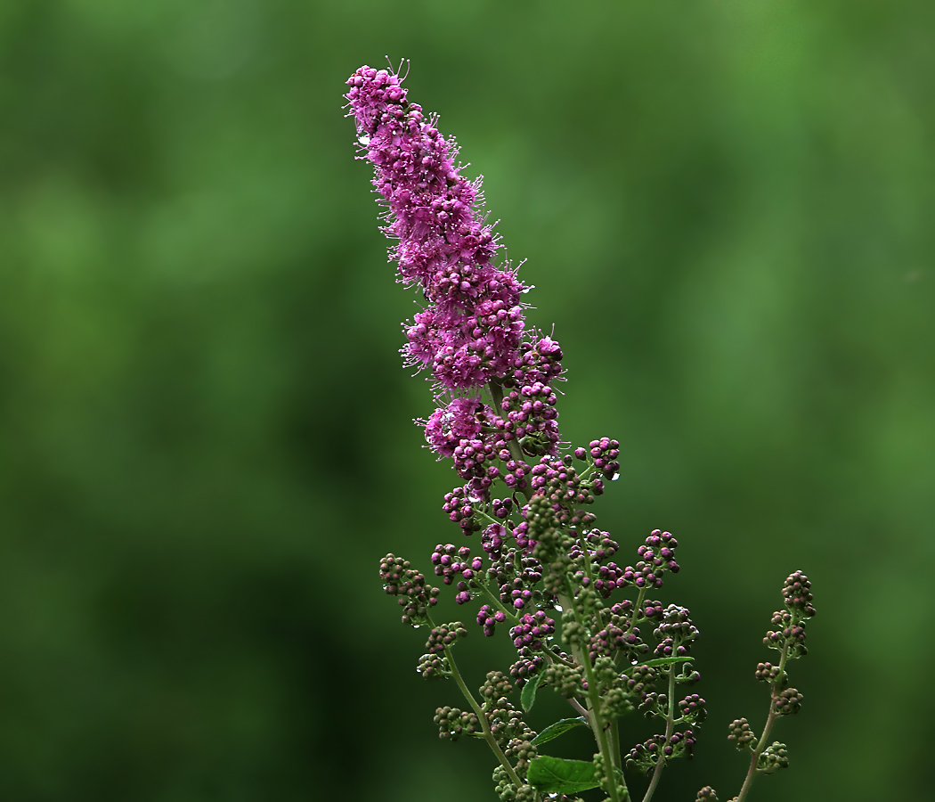 Image of Spiraea &times; billardii specimen.