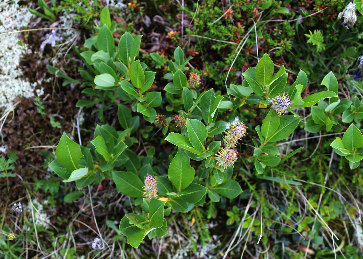 Изображение особи Salix apoda.