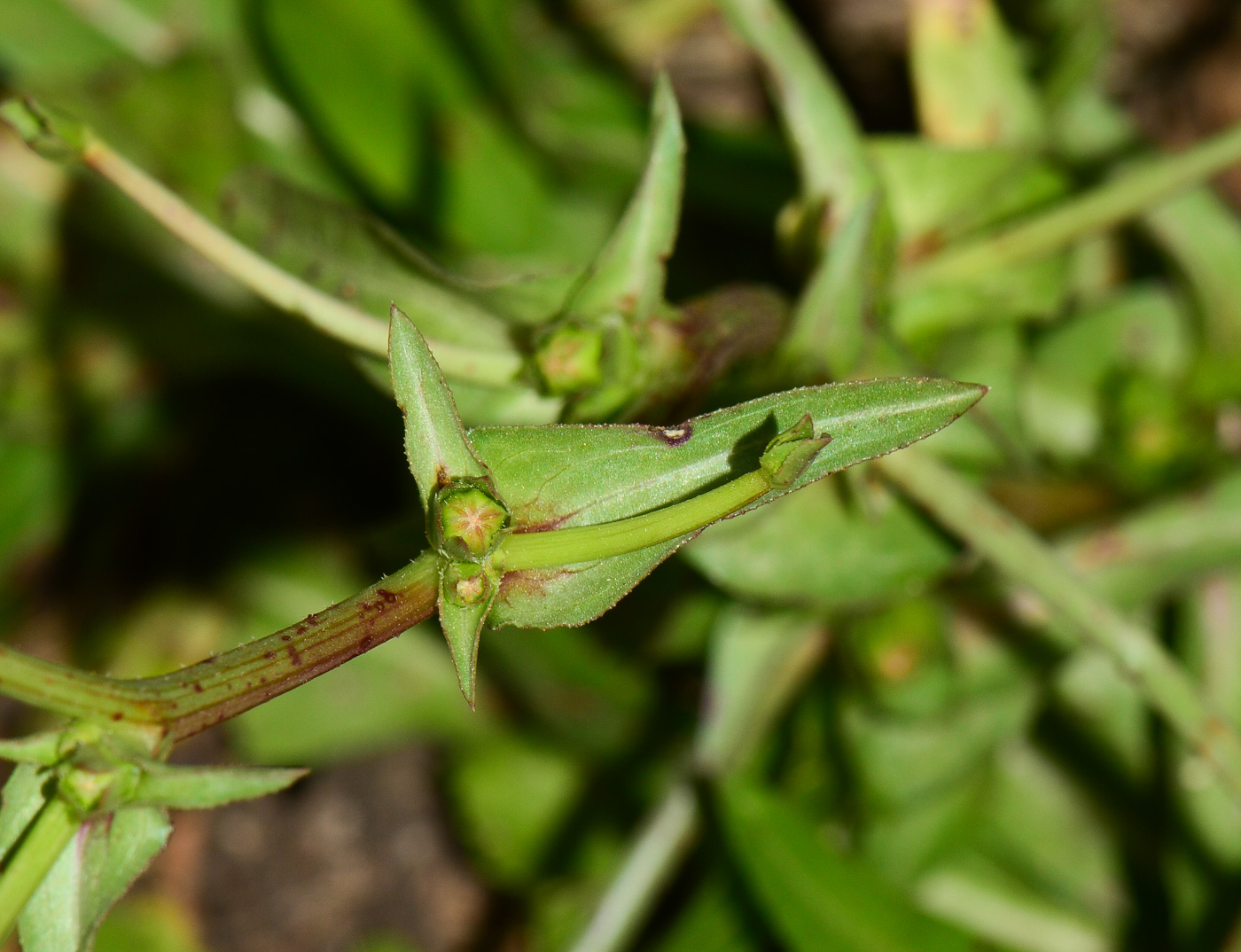 Изображение особи Cichorium endivia.