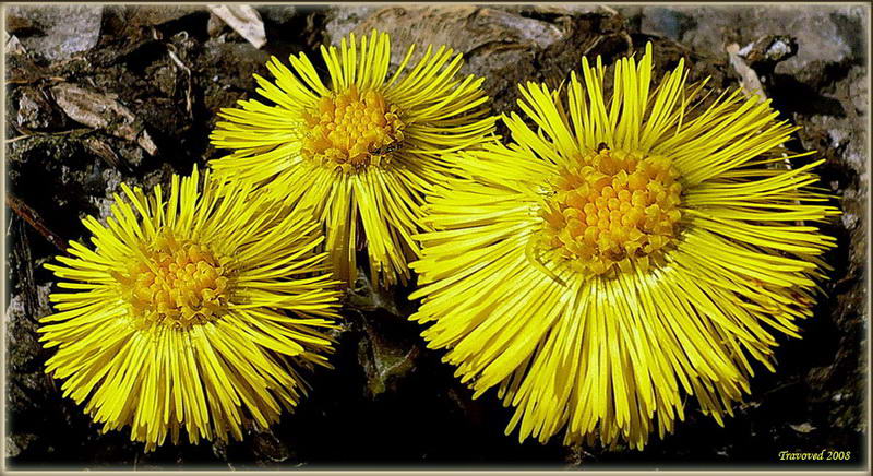 Image of Tussilago farfara specimen.