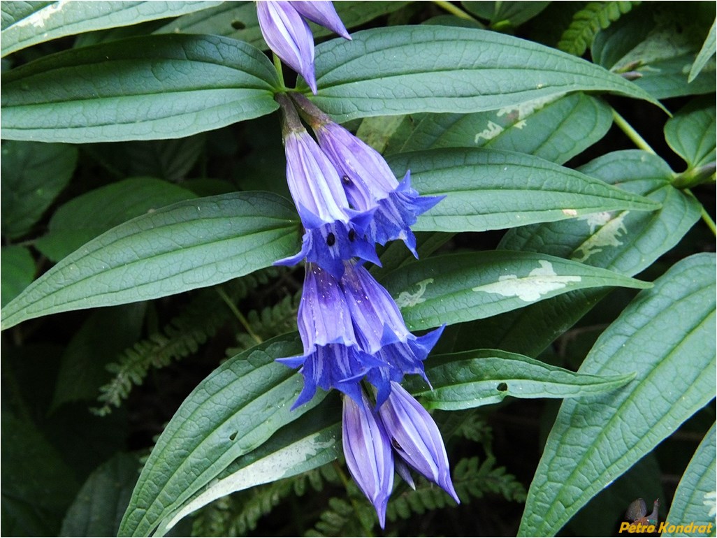 Image of Gentiana asclepiadea specimen.