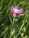 Centaurea jacea подвид substituta. Верхушка побега с соцветием. Украина, г. Запорожье, восточная окраина, долина р. Мокрая Московка, левый берег, на склоне. 08.07.2017.