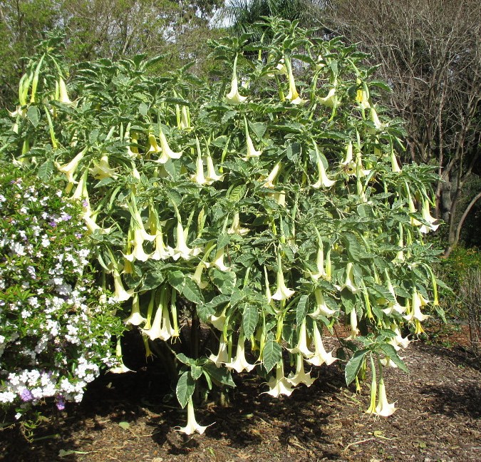 Изображение особи Brugmansia arborea.