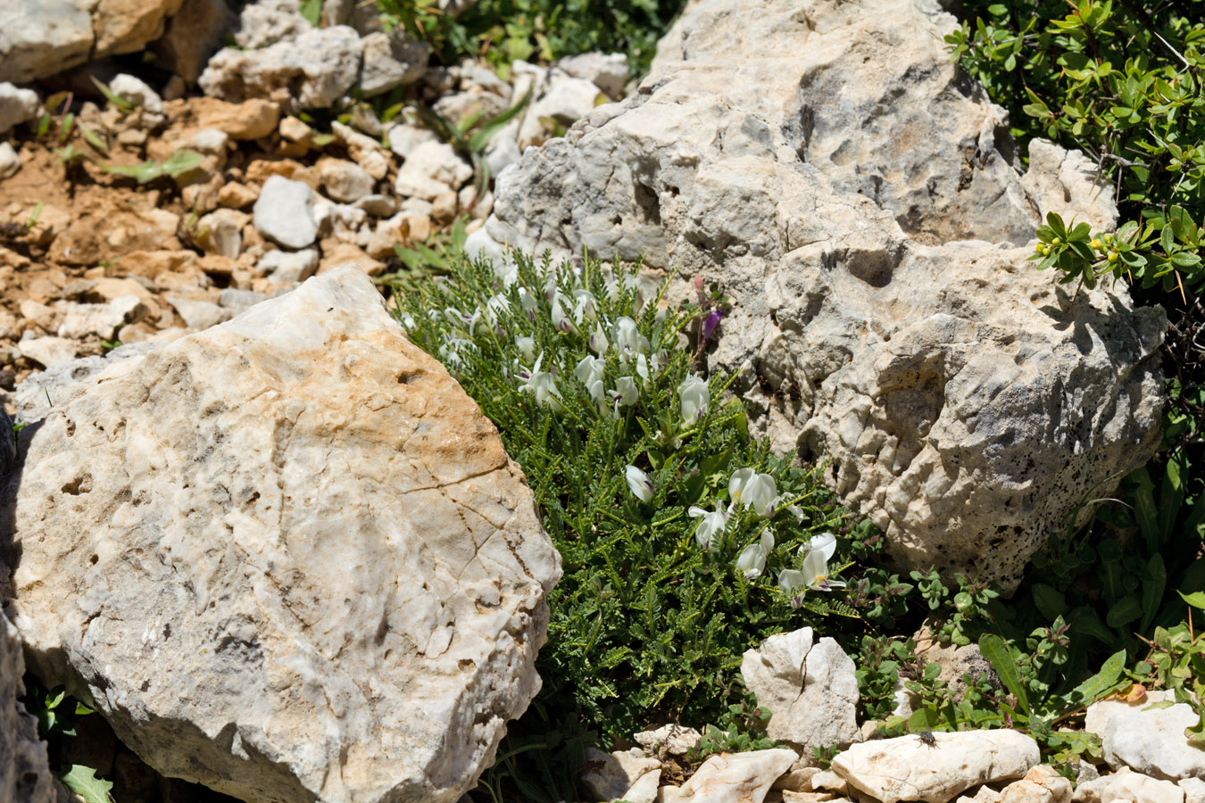 Image of Astragalus angustifolius specimen.