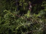 Juniperus deltoides. Верхушка веточки. Крым, Городской округ Ялта, окр пос. Форос, обочина Старого Севастопольского шоссе. 20.08.2017.