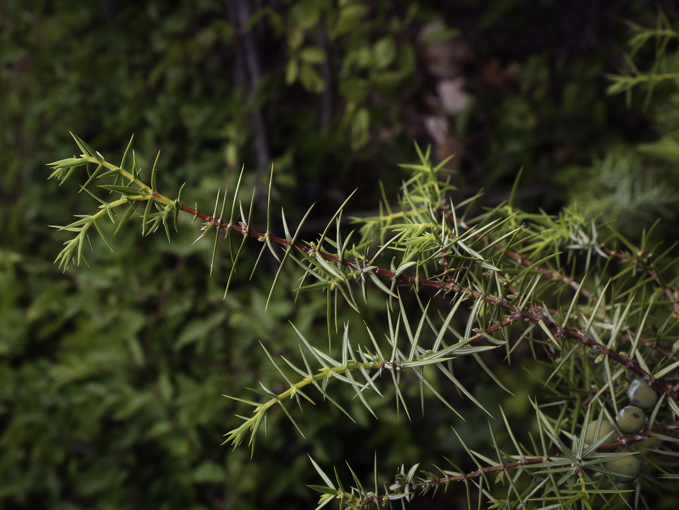 Изображение особи Juniperus deltoides.