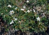 Rosa huntica. Верхушка ветви с цветками. Таджикистан, Фанские горы, долина р. Чапдара, ≈ 2500 м н.у.м., осыпающийся сухой склон. 03.08.2017.