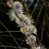 Hakea scoparia