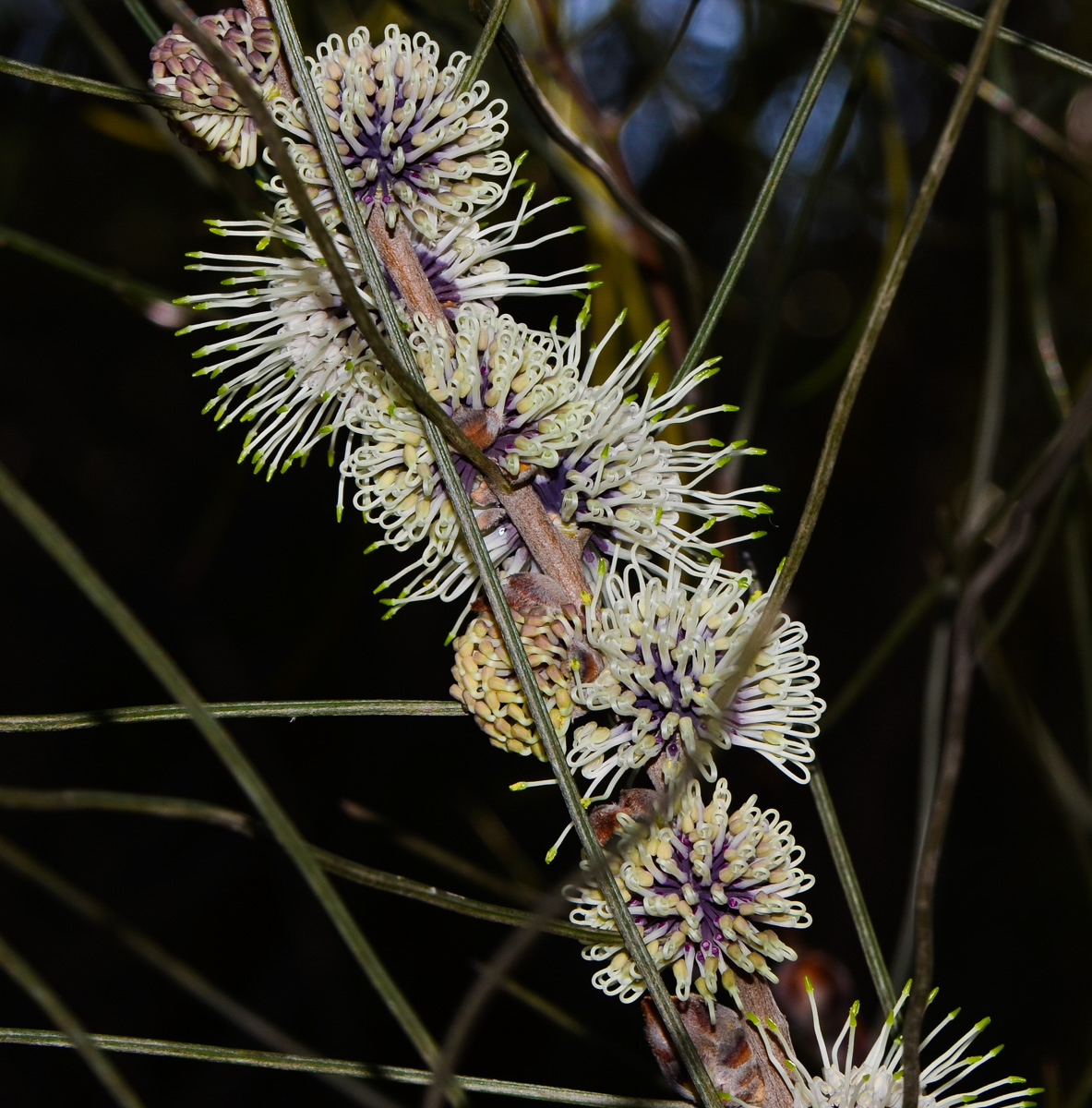 Image of Hakea scoparia specimen.