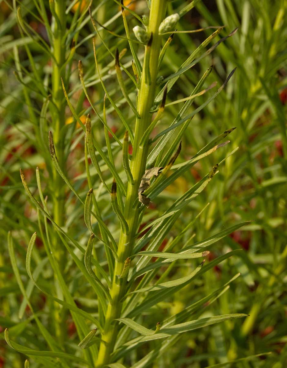 Image of Liatris spicata specimen.