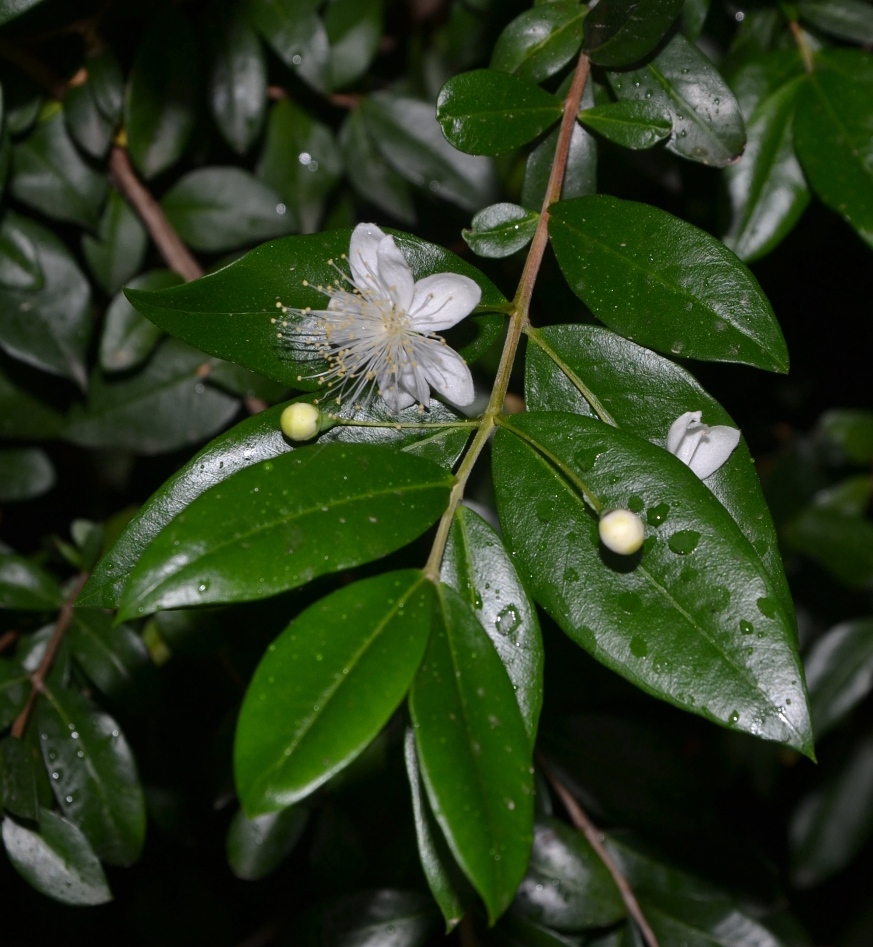 Image of Myrtus communis specimen.