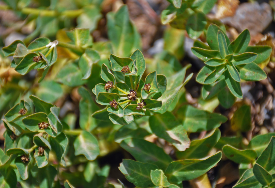 Изображение особи Euphorbia sarawschanica.