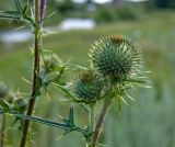 Cirsium vulgare. Часть побега с нераспустившимися соцветиями. Пермский край, Кунгурский р-н, Ленское сельское поселение, окр. дер. Веслянка, долина р. Ирень, луг. 23 июля 2017 г.